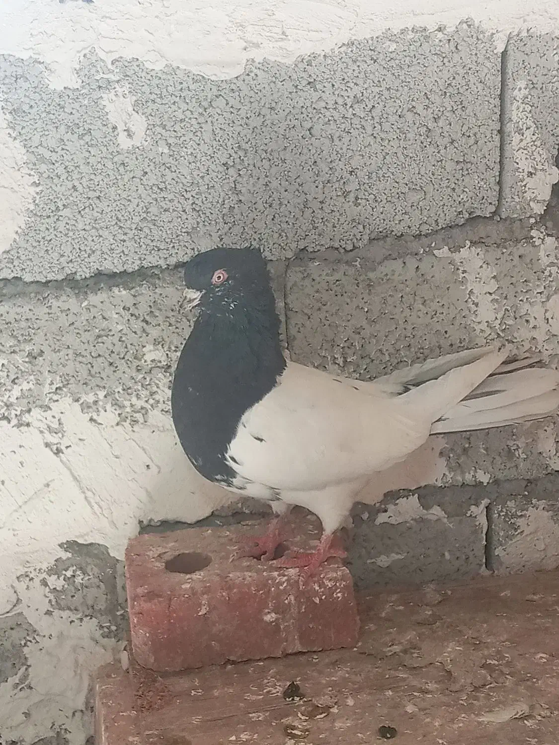 قره باش|پرنده|خواجه, |دیوار