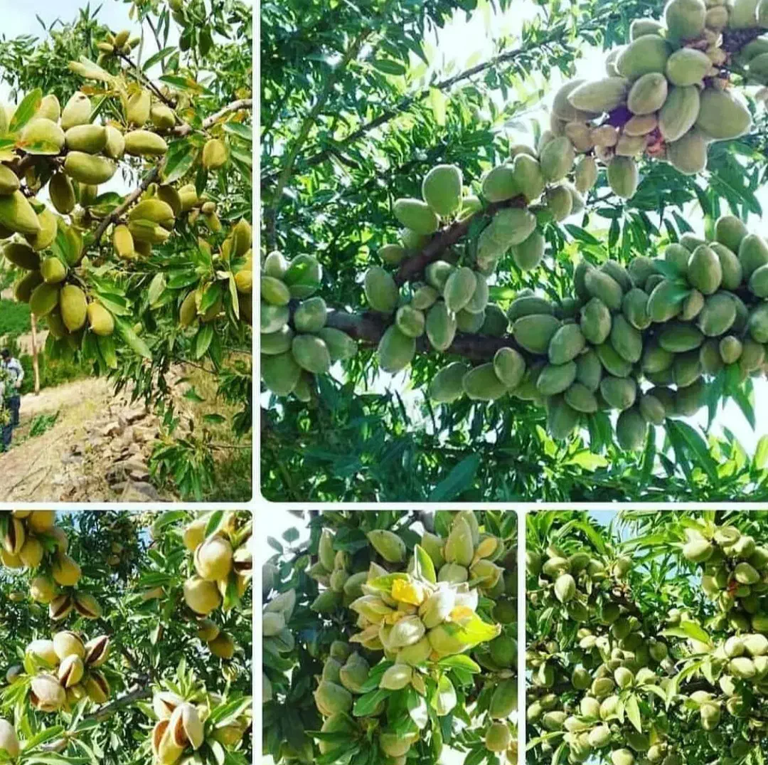 نهالستان تاج|عمده‌فروشی|تبریز, |دیوار