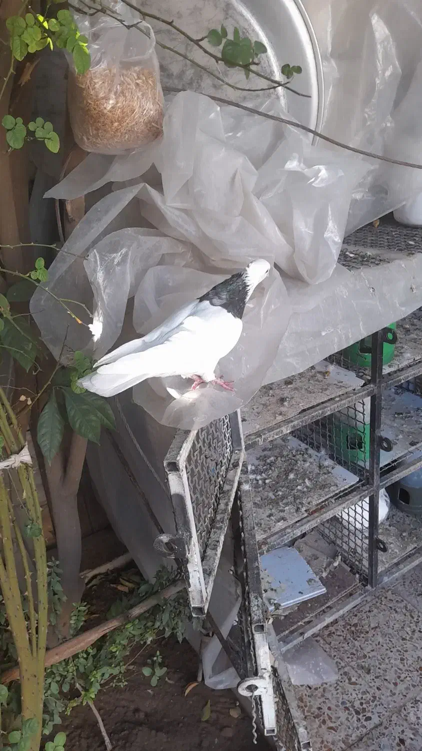 طوقی ۳ عدد|پرنده|ایذه, |دیوار