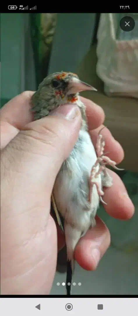 سهره ( دستک )|پرنده|لاهیجان, کوی خزر|دیوار