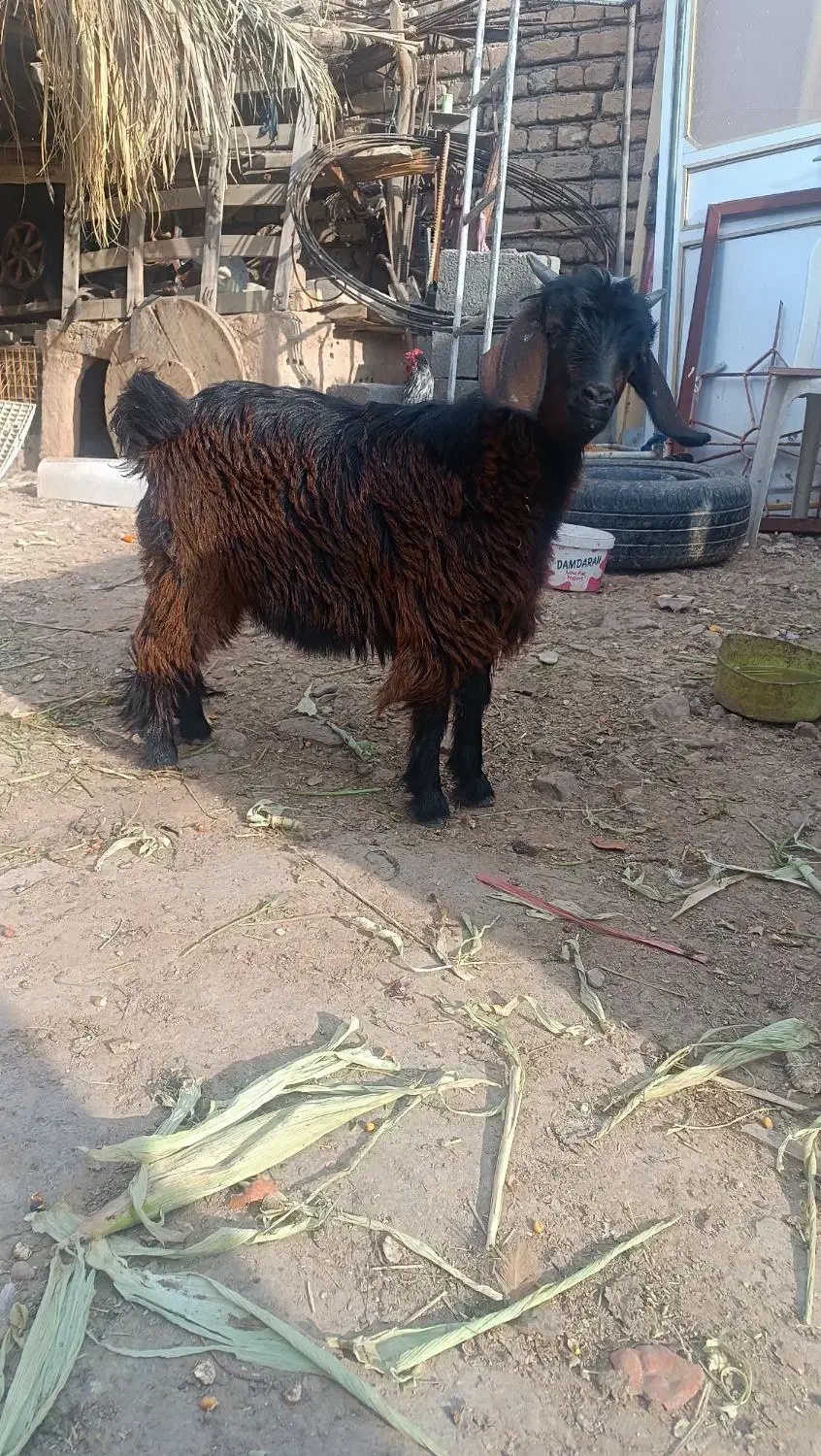 سه دانه بزغاله ماده|حیوانات مزرعه|دهلران, |دیوار