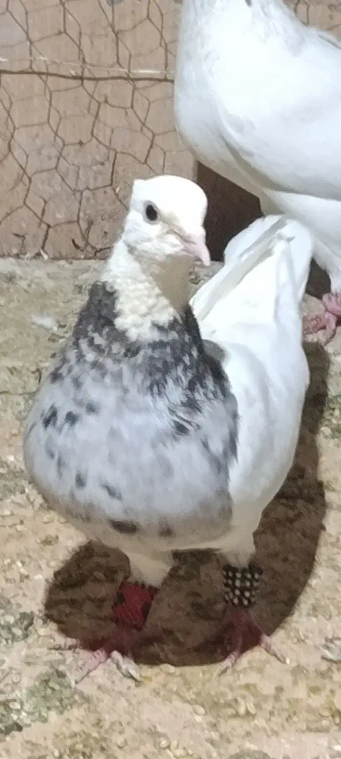 طوقی تمیر|پرنده|یاسوج, |دیوار