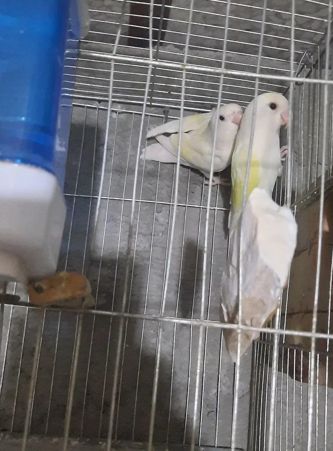 کوتوله ، مرغ عشق انگلیسی|پرنده|همدان, |دیوار