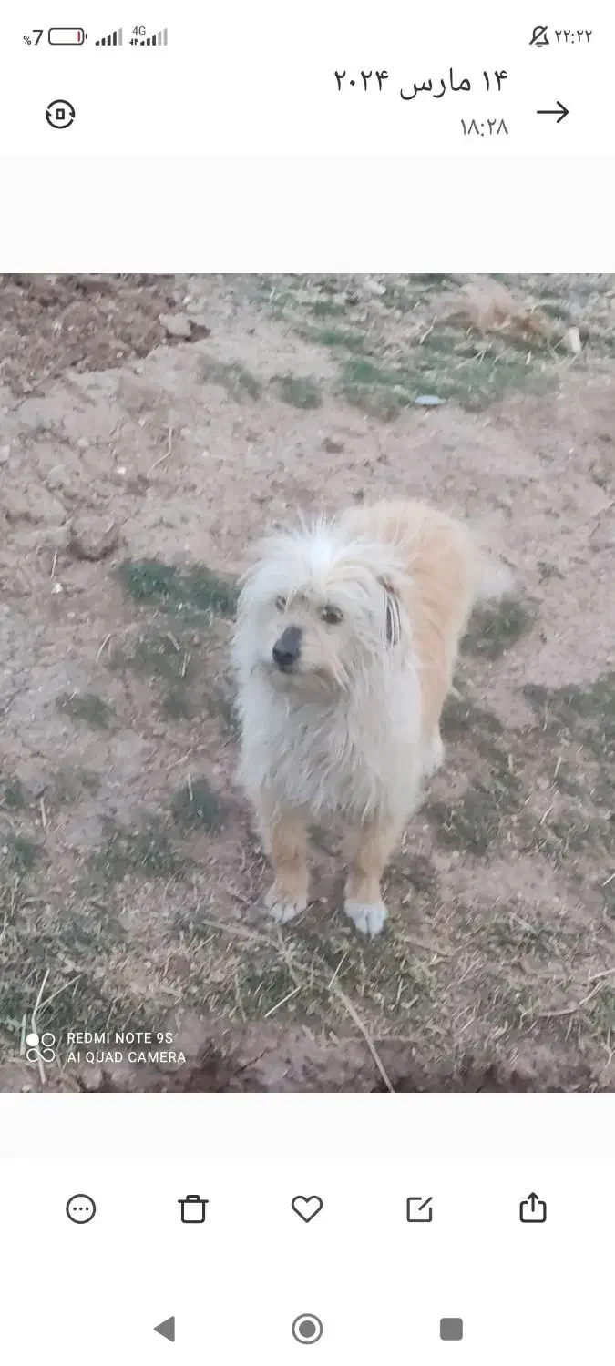 فروش سگ پاکوتا|سگ|میانه, |دیوار