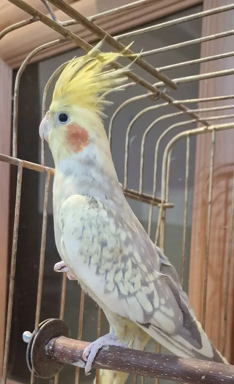 عروس هلندی ماده|پرنده|ماهدشت, |دیوار