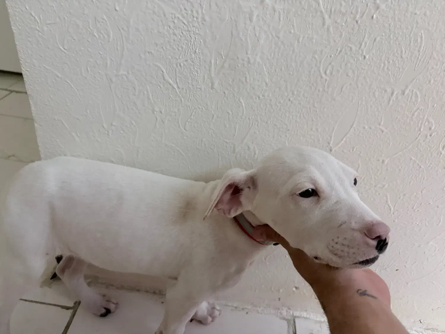 پیتبول ماده ۳ ماه سالم و سرحال|سگ|شاهین‌شهر, خانه کارگر|دیوار