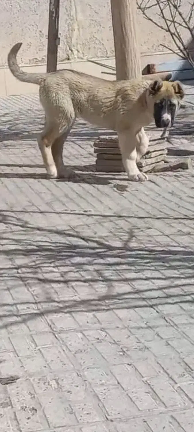 سگ مــاده|سگ|تربت‌حیدریه, باغ سلطانی|دیوار