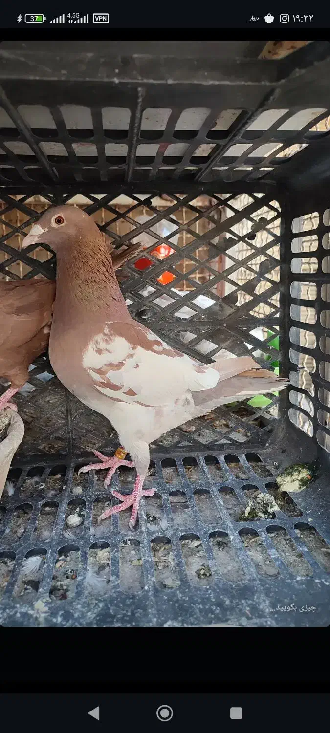 دورگ وپلاکی|پرنده|لنجان, |دیوار