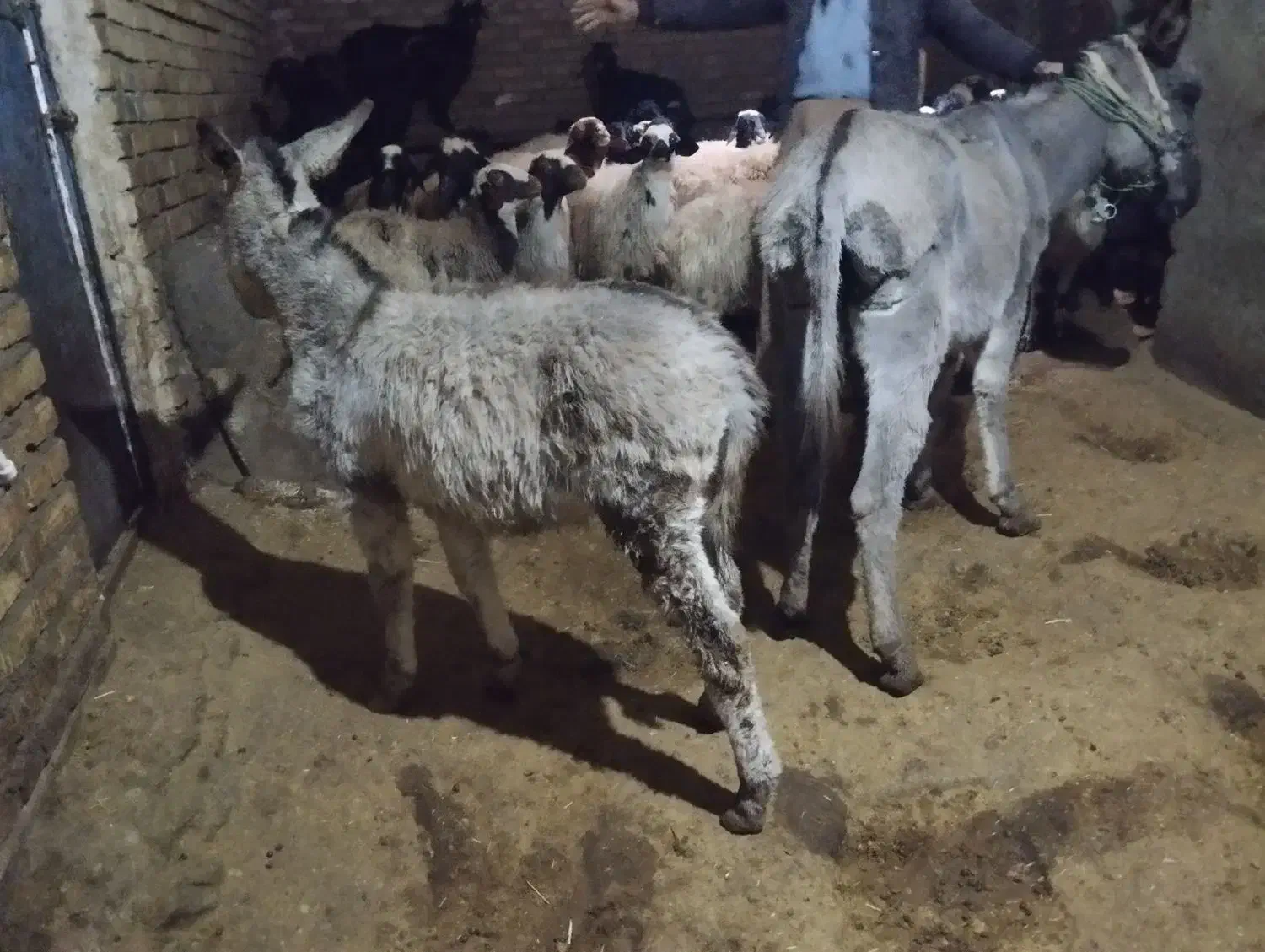 الاغ|حیوانات مزرعه|حسین آباد, |دیوار