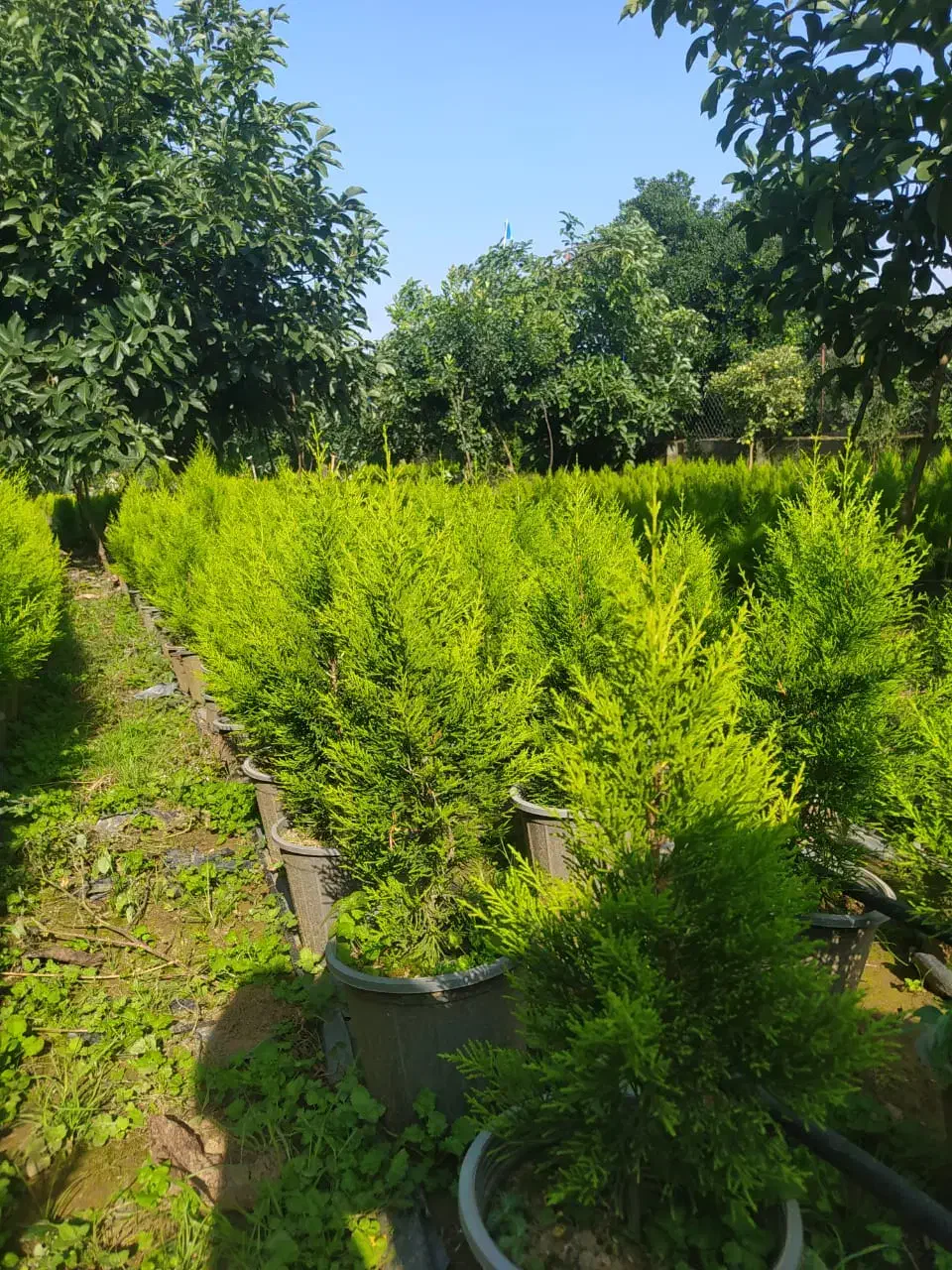 نهال آووکادو و کاج لاوسون|گل و گیاه طبیعی|واجارگاه, |دیوار