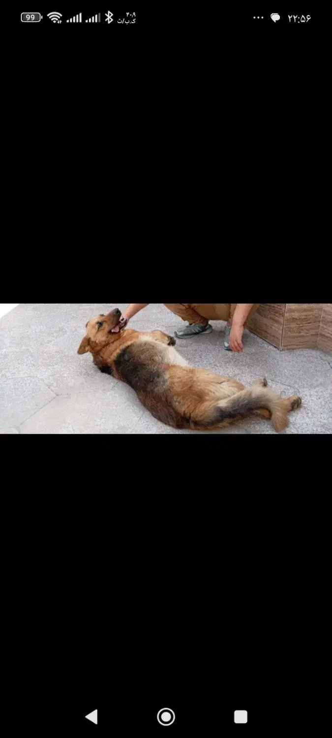 سگ ژرمن ورک لاین ماده|سگ|ساری, |دیوار