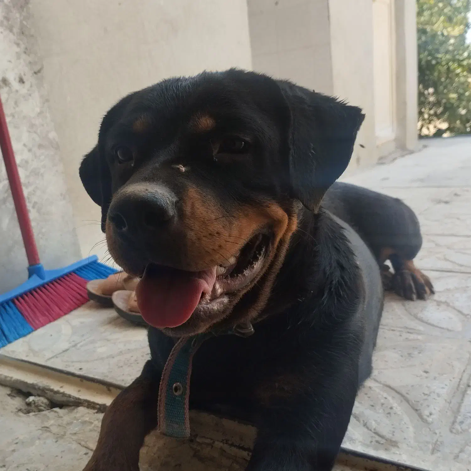 ماده گمشده.|حیوانات|کازرون, |دیوار