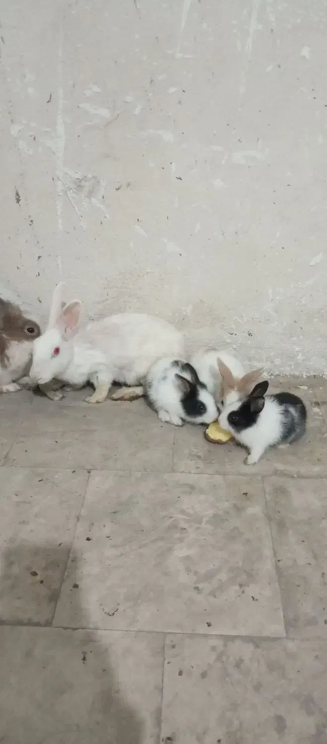 خرگوش لپ|موش و خرگوش|رباطکریم, رباطکریم|دیوار