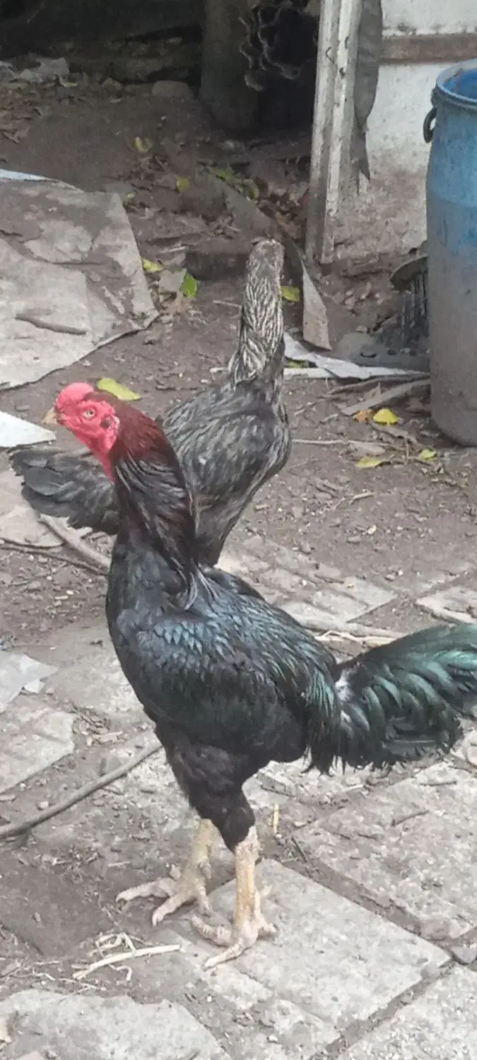 تخم لاری|حیوانات مزرعه|کوچصفهان, |دیوار