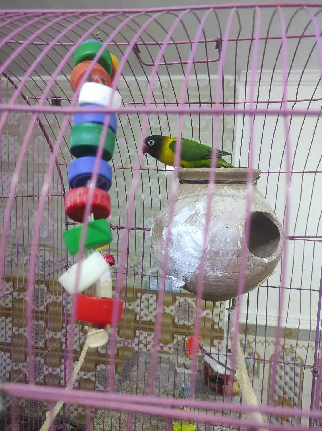 کوتوله ناهوک|پرنده|سراوان, |دیوار