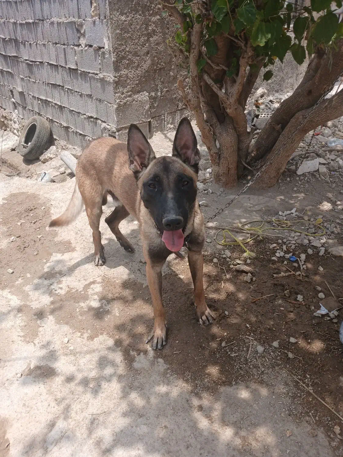 مالینیوز|سگ|دوگنبدان, |دیوار