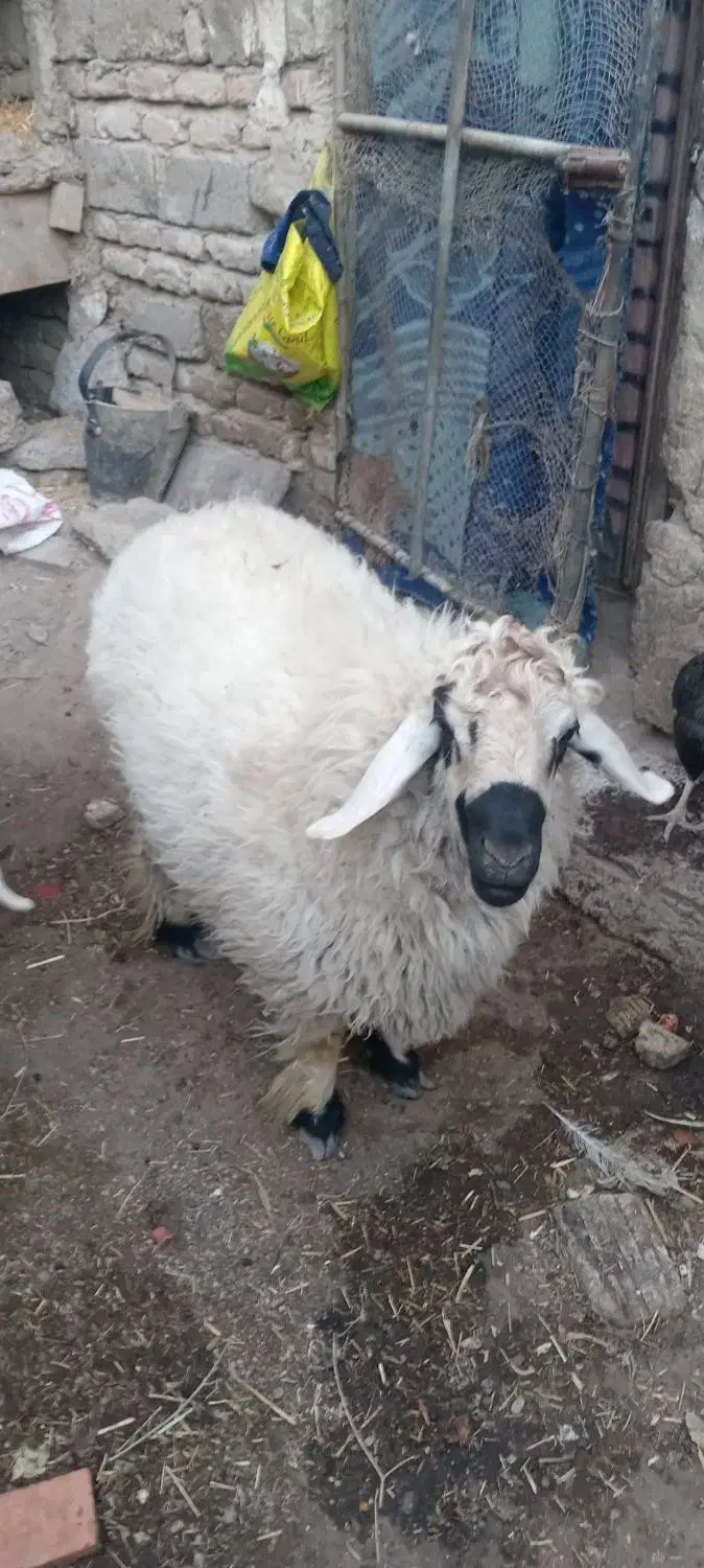 قوچ دورگ|حیوانات مزرعه|زابل, |دیوار