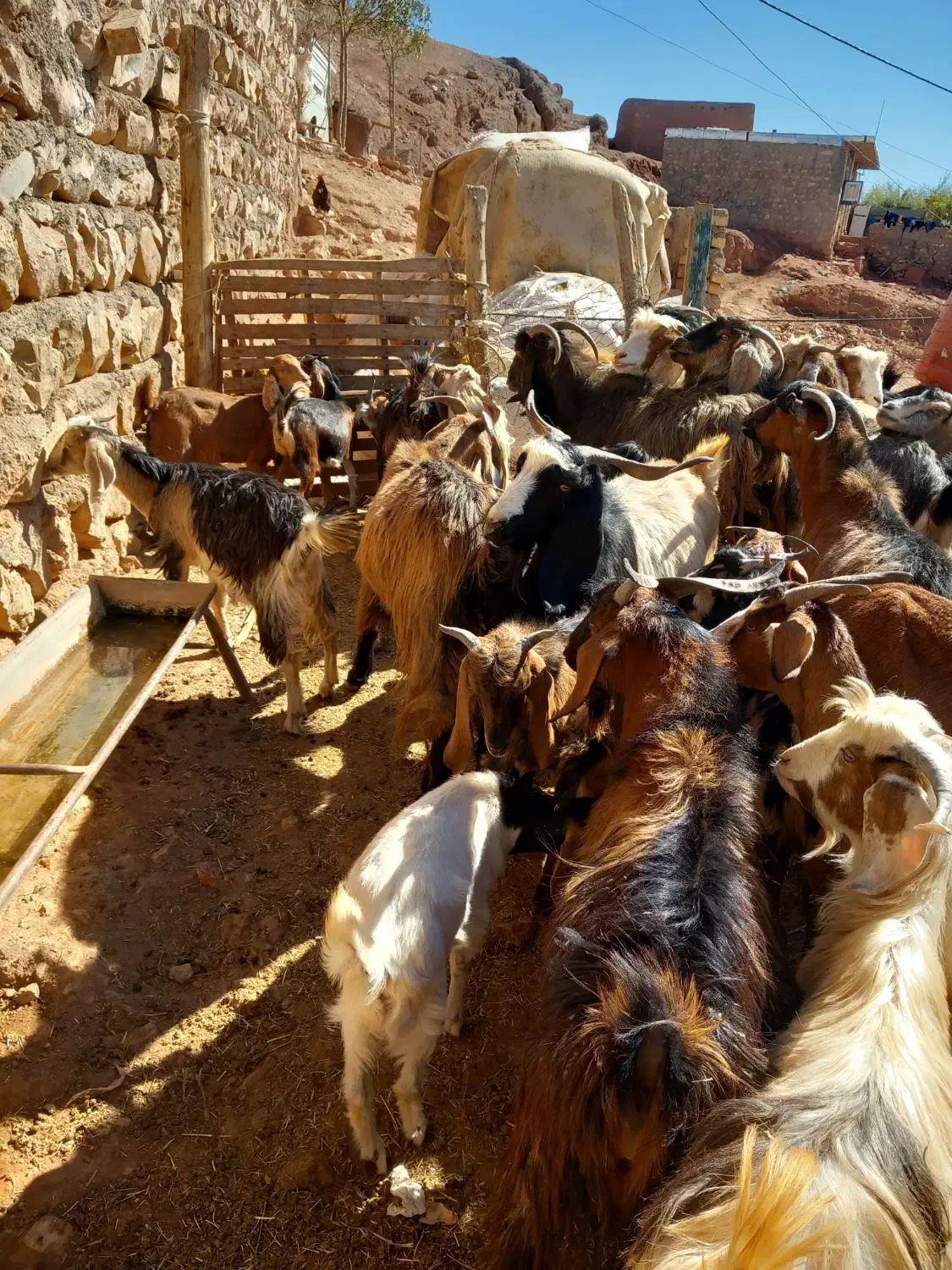 بزغاله فروشی|حیوانات مزرعه|کوهدشت, |دیوار