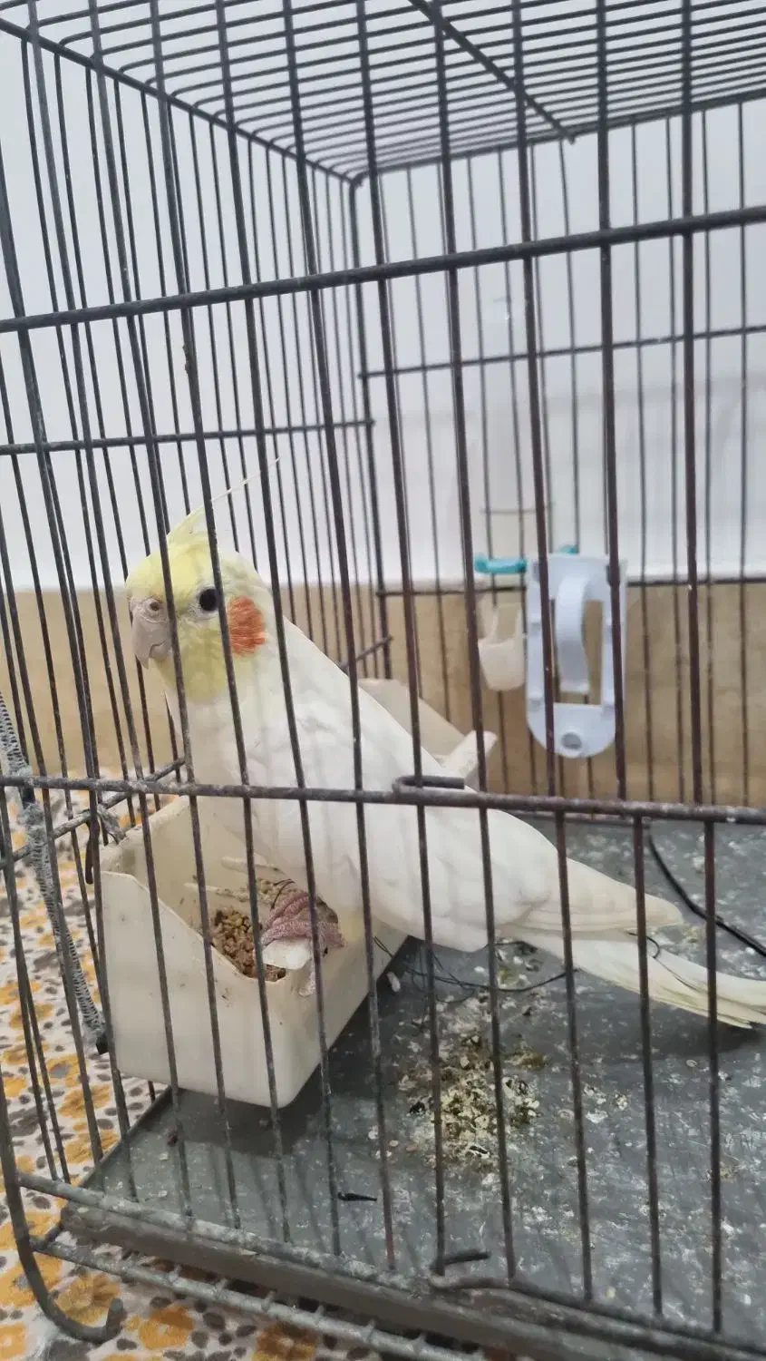 عروس هلندی|پرنده|ماسال, |دیوار