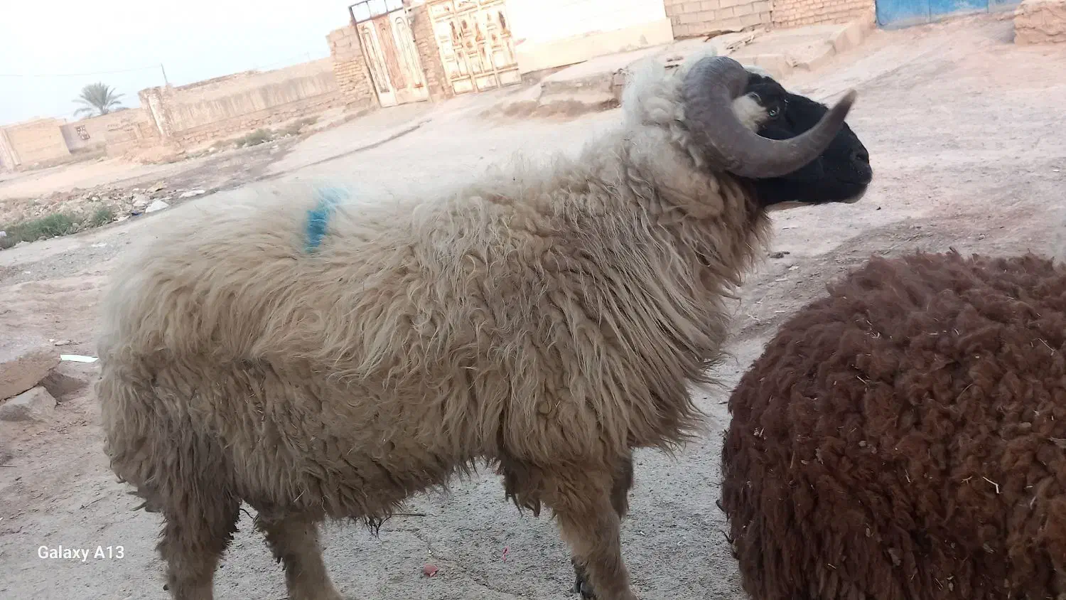 قوچی یا خروف یا گوسفند بره|حیوانات مزرعه|کارون, |دیوار