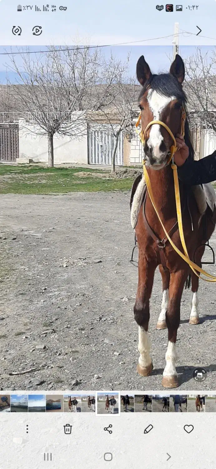 اسب پنج نشان عالی|اسب و تجهیزات اسب‌سواری|ملایر, |دیوار