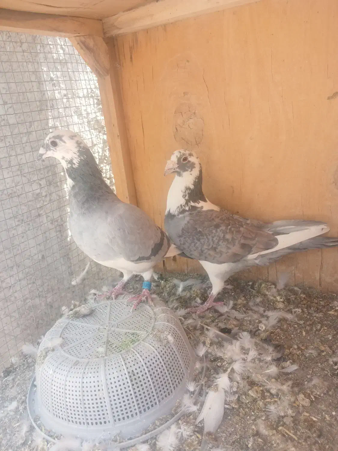 نر ماد مسافتی|پرنده|نرماشیر, |دیوار