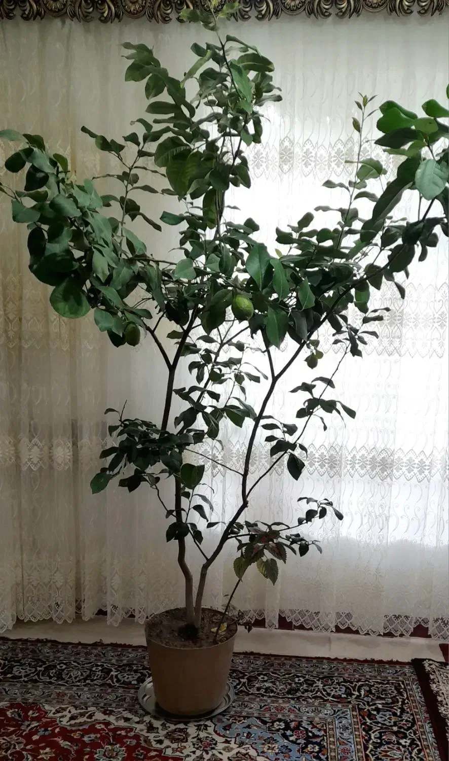 گل وگیاه|گل و گیاه طبیعی|مراغه, |دیوار