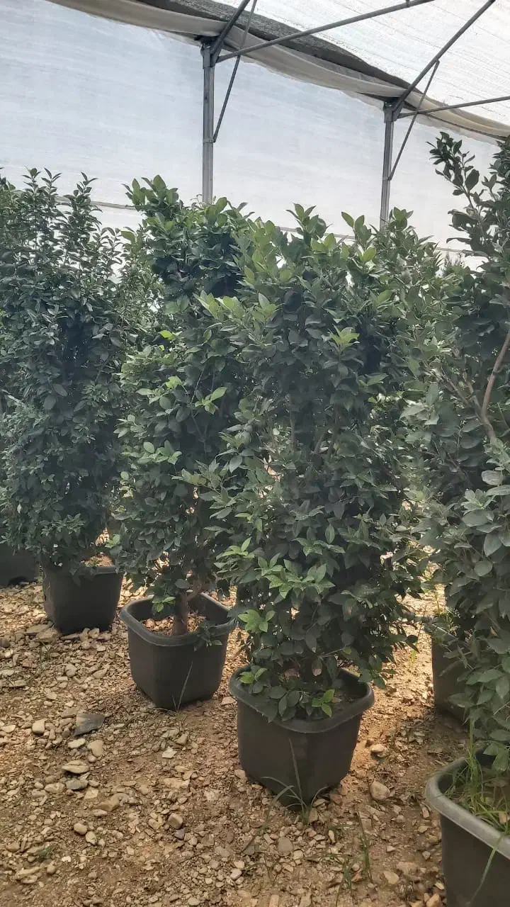 چوب بری وهرس کاری|خدمات باغبانی و درختکاری|چهارباغ, |دیوار