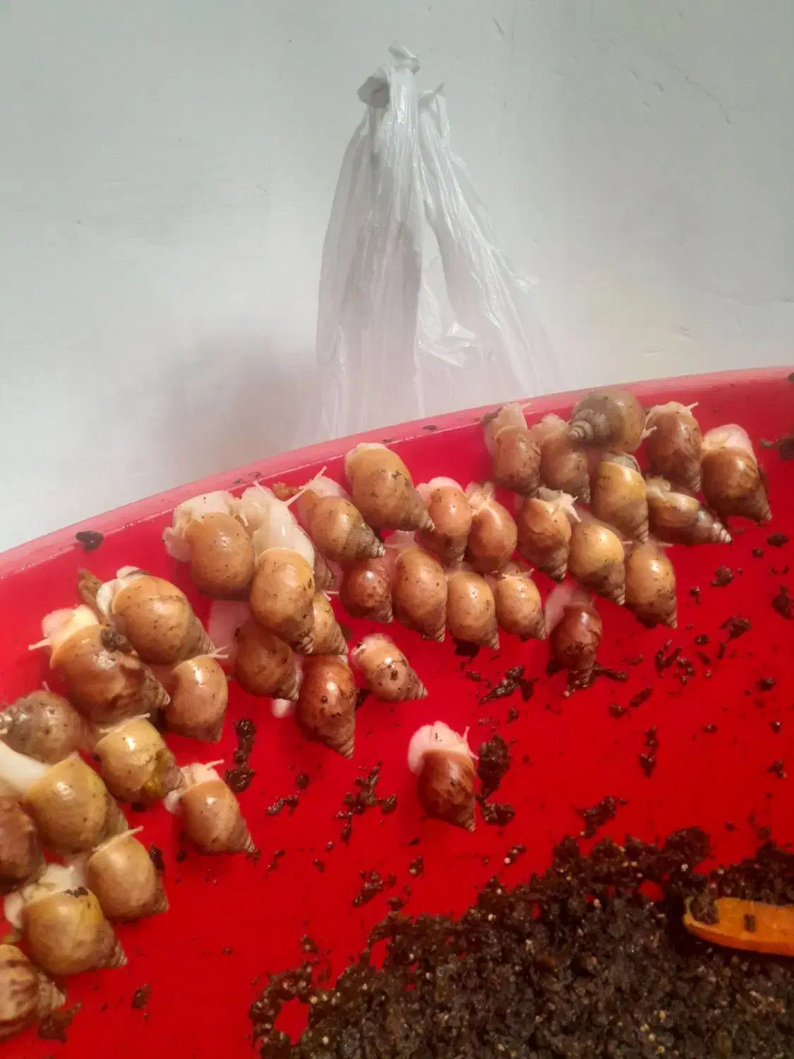 حلزون|خزنده|کبودرآهنگ, |دیوار