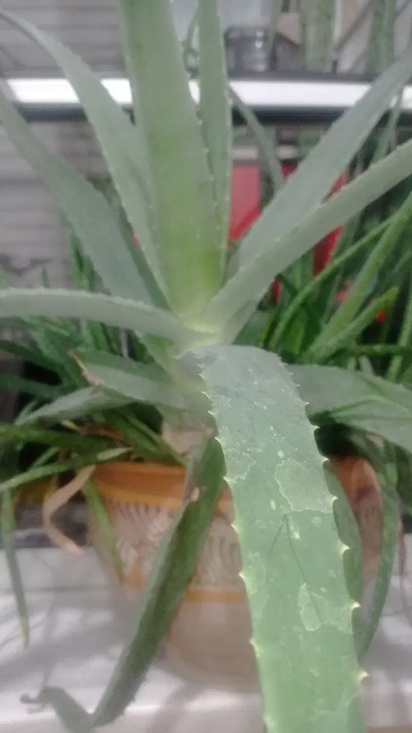 آلورا|گل و گیاه طبیعی|سنندج, |دیوار