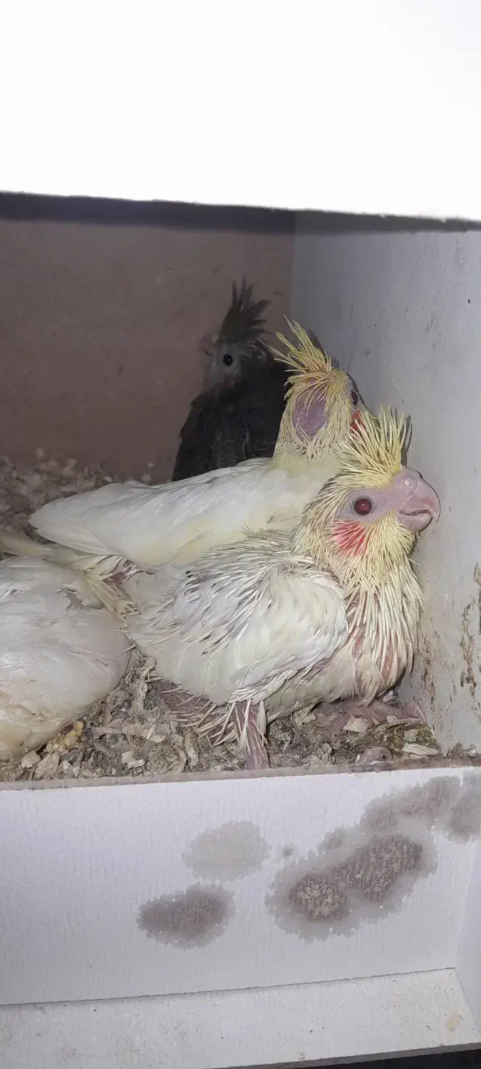 عروس هلندی جوجه یک ماهه|پرنده|وحیدیه, |دیوار