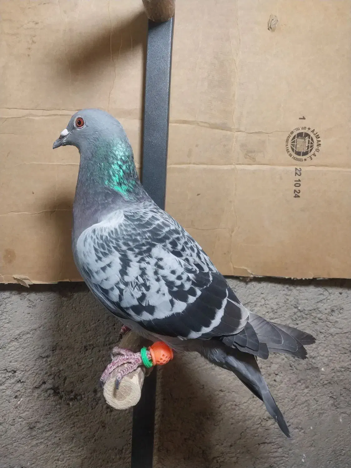 ماده پلاکی جان اردن|پرنده|قزوین, |دیوار