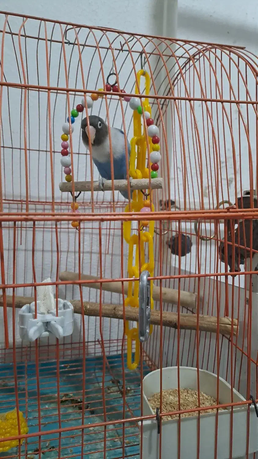 طوطی برزیلی وقفس همستر|پرنده|رشت, جانبازان|دیوار