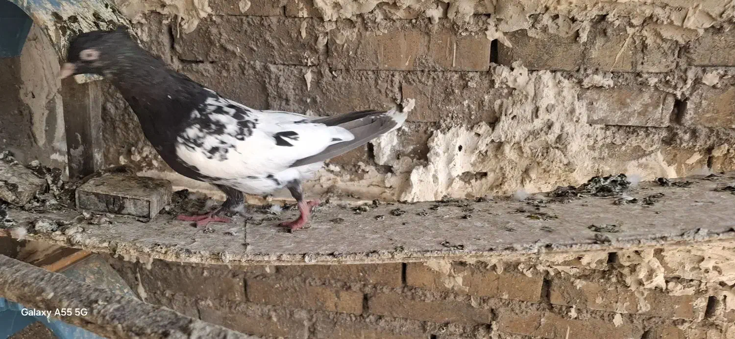کله سیاه نر|پرنده|اهواز, کوی طلاب|دیوار