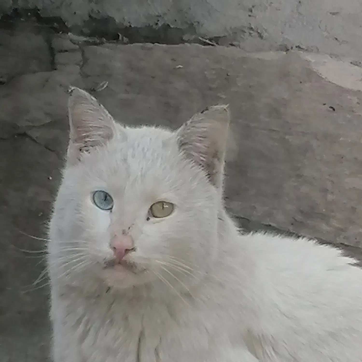 تنهایی|گردهمایی و همایش|ایوان, |دیوار