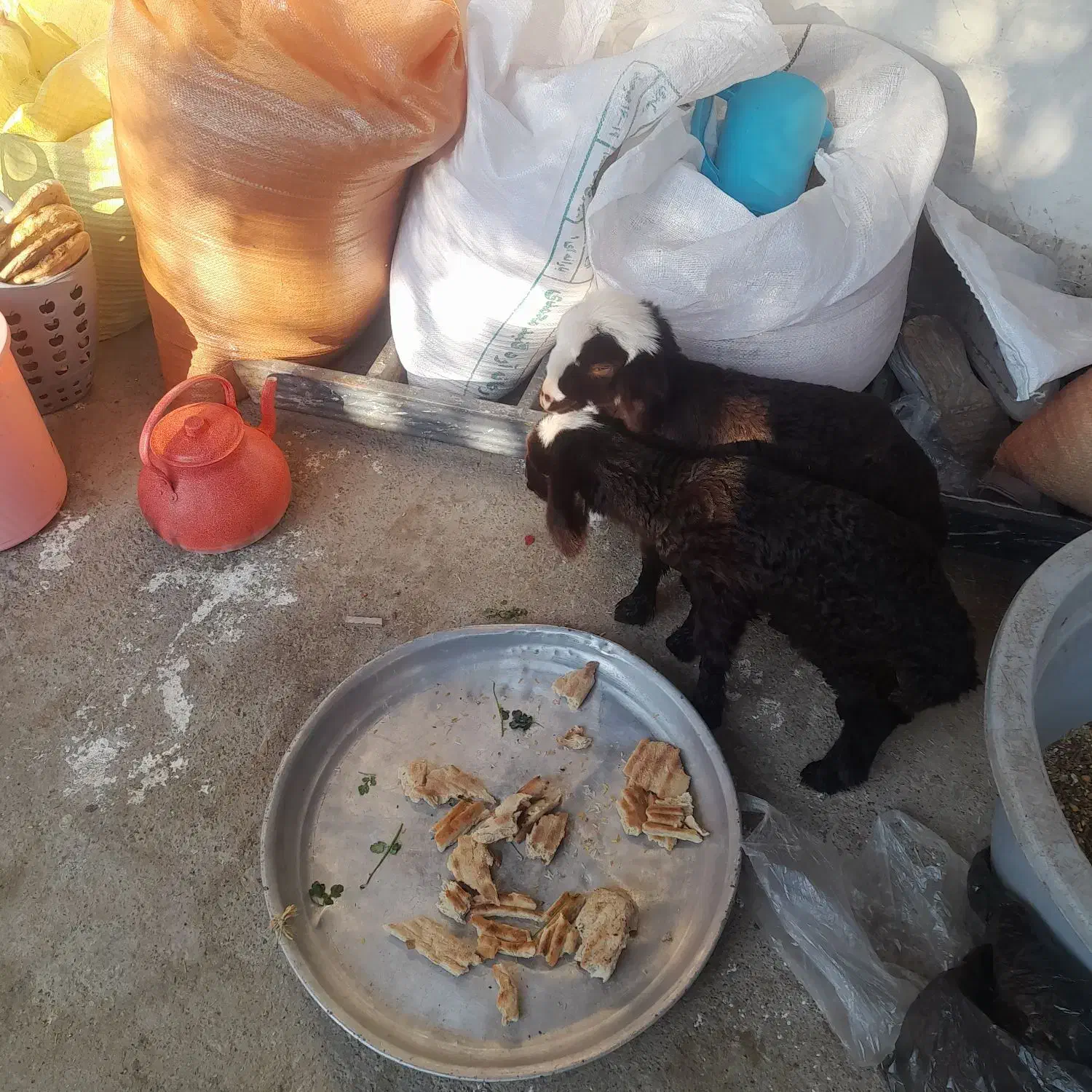 افشاری|حیوانات مزرعه|مینودشت, |دیوار