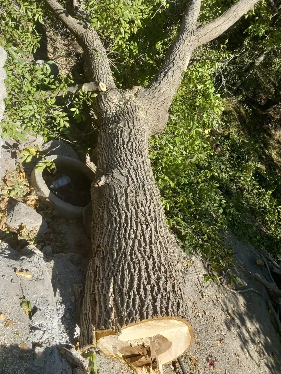 خرید چوب خرید درخت|خدمات باغبانی و درختکاری|سنندج, |دیوار