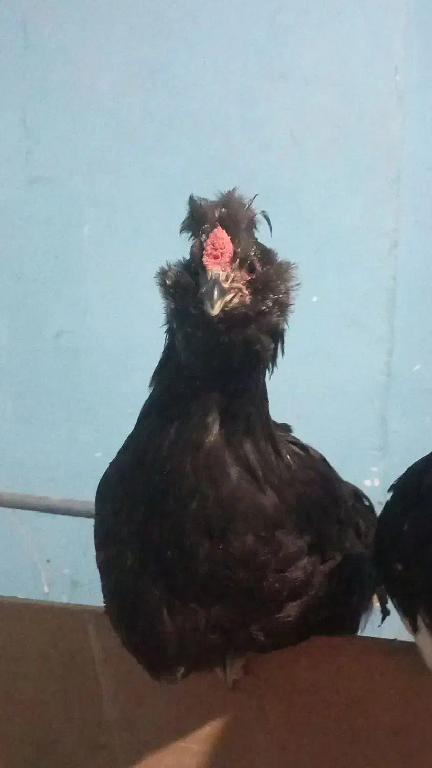 خروس گلین|حیوانات مزرعه|شیراز, گویم|دیوار