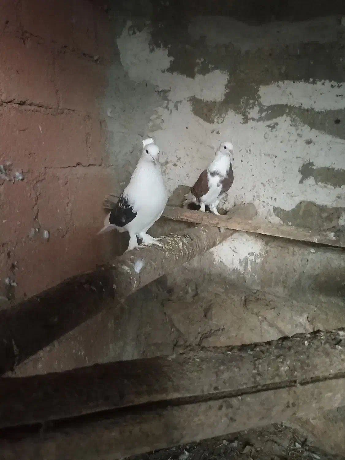 کبوتر زیبا و پرشی|پرنده|بوکان, |دیوار