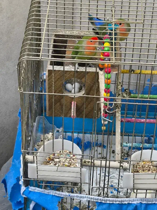 فروش یک جفت کوتوله برزیلی مولد|پرنده|اصفهان, شهرک کاوه|دیوار