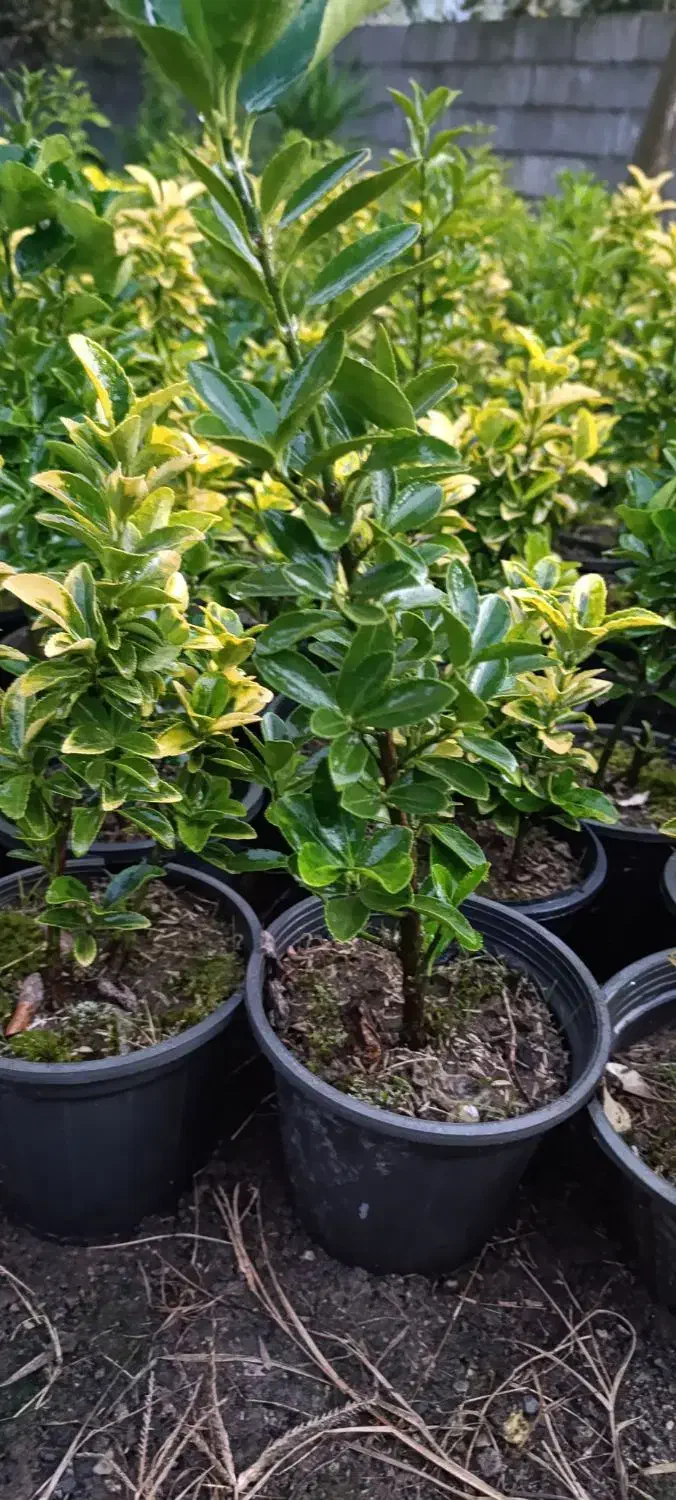 شمشاد طلایی ونعنایی قیمت درهم بگیرید 10|حراج|عباس‌آباد, |دیوار