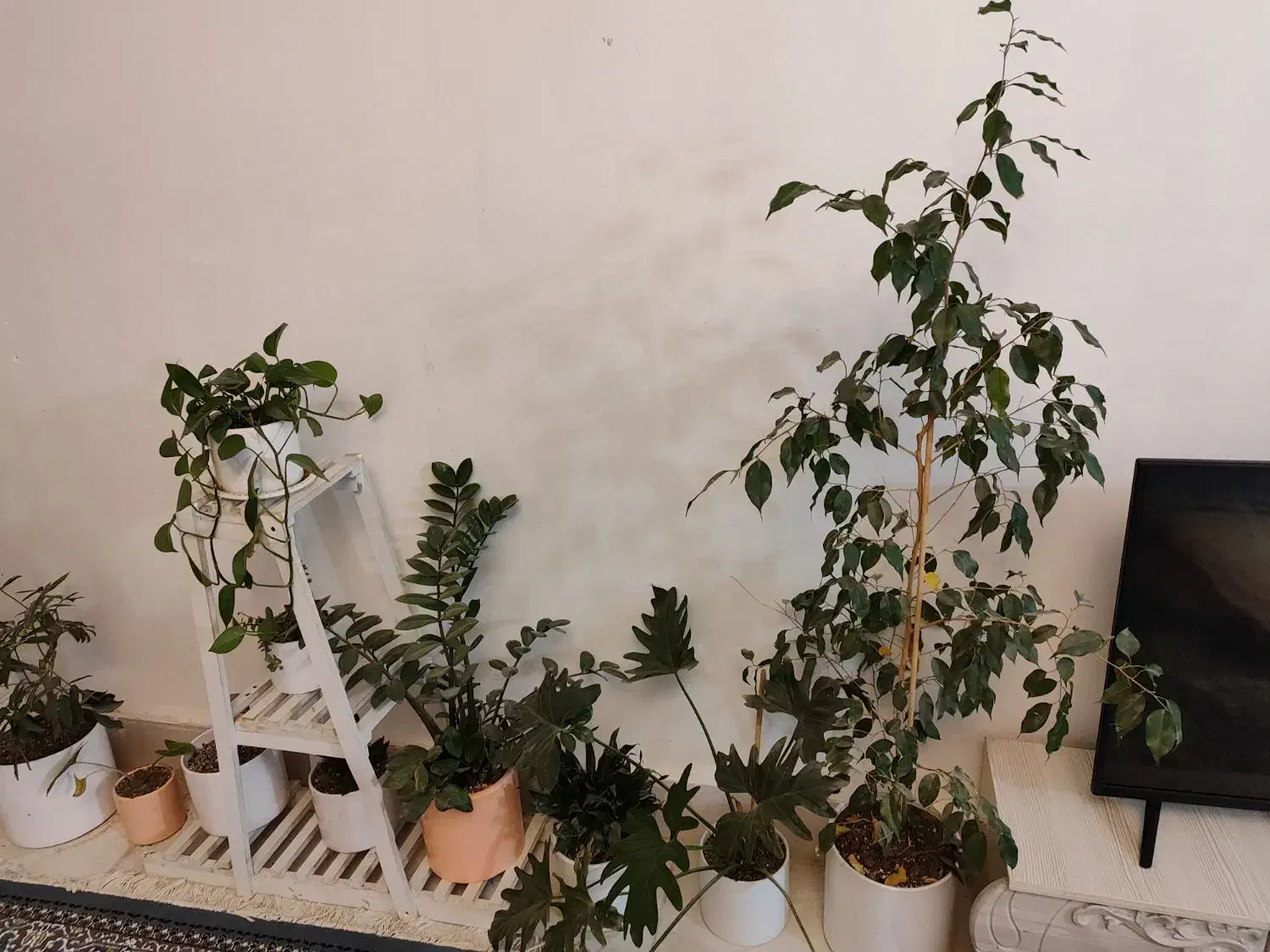 بنجامین|گل و گیاه طبیعی|شاندیز, |دیوار