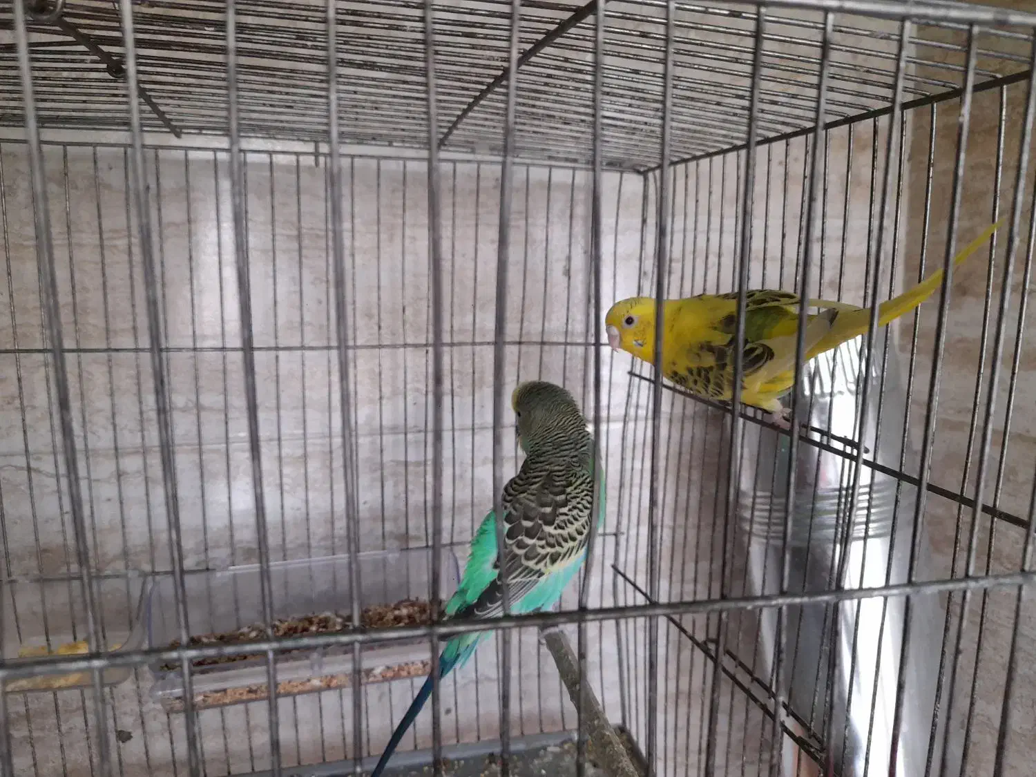 دوجفت مرغ عشق سروحال|پرنده|قدس, شهرقدس|دیوار