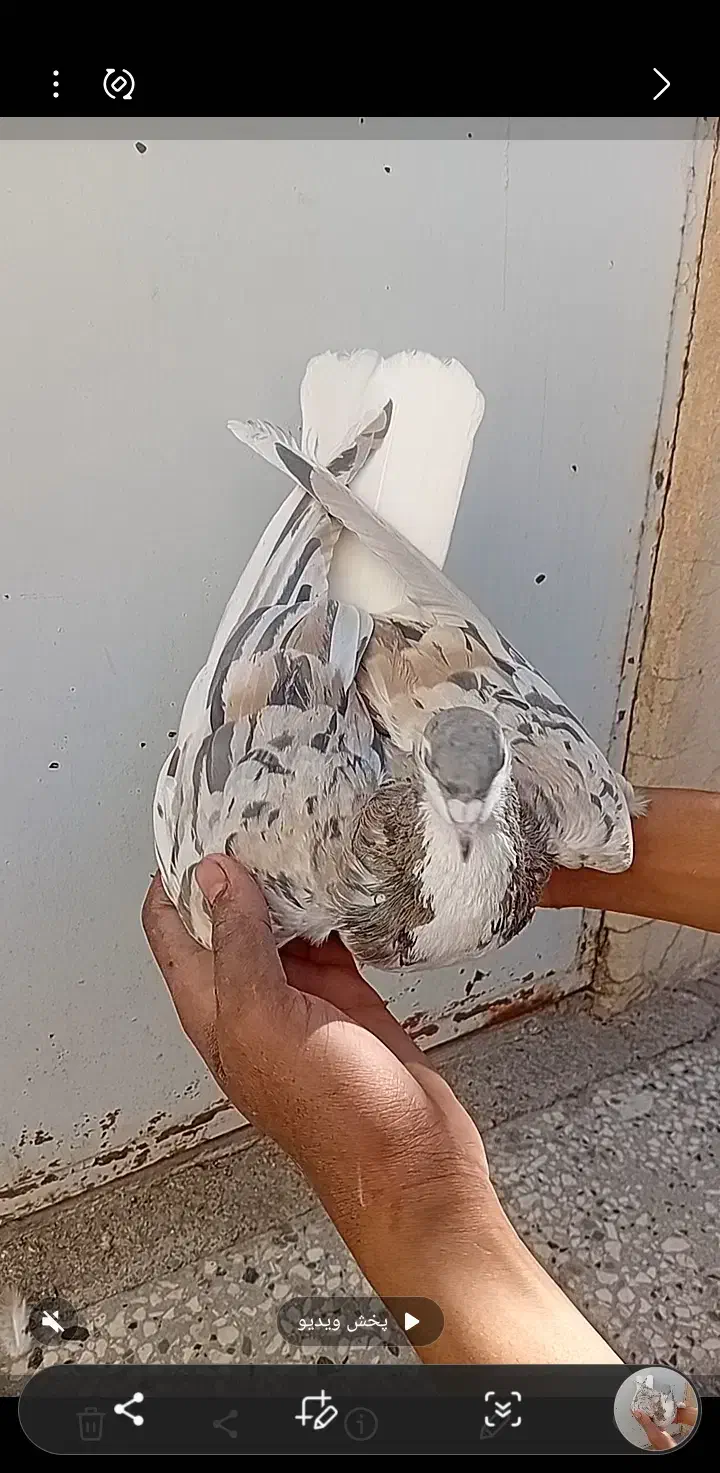 ۴ عدد ساده هفرنگ عتیقه|پرنده|تربتحیدریه, بی بی حسنیه|دیوار