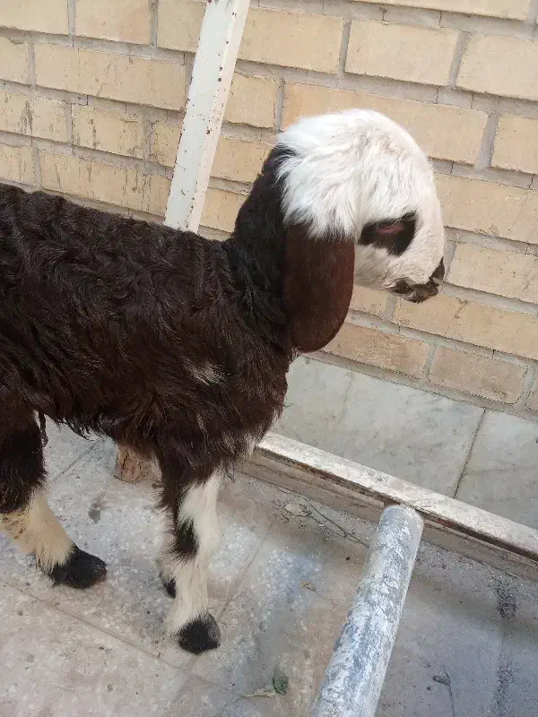 بره شیری|حیوانات مزرعه|حمیدیا, |دیوار