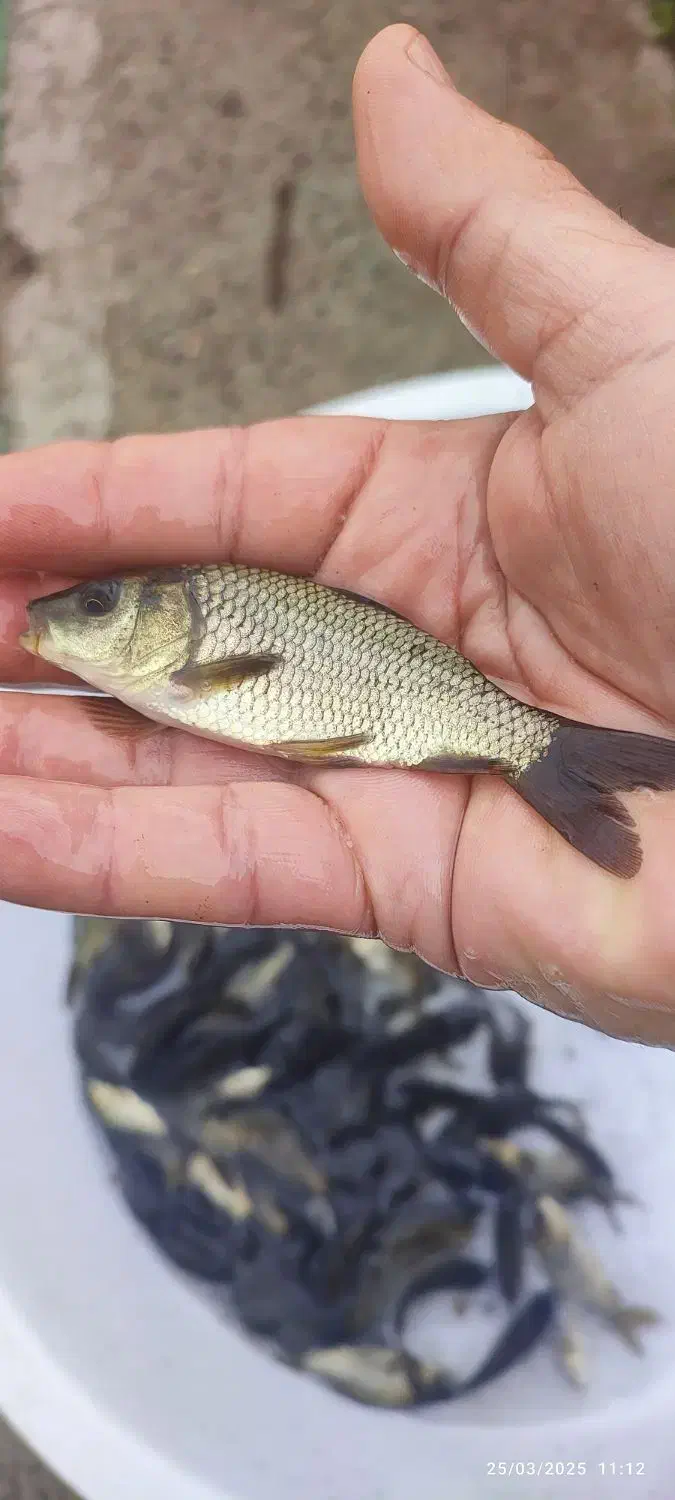 فروش بچه ماهی کپور|ماهی|قزوین, |دیوار