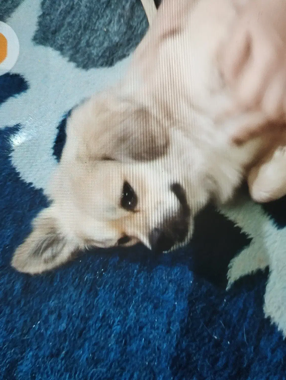 سگ گمشده|حیوانات|جهرم, |دیوار