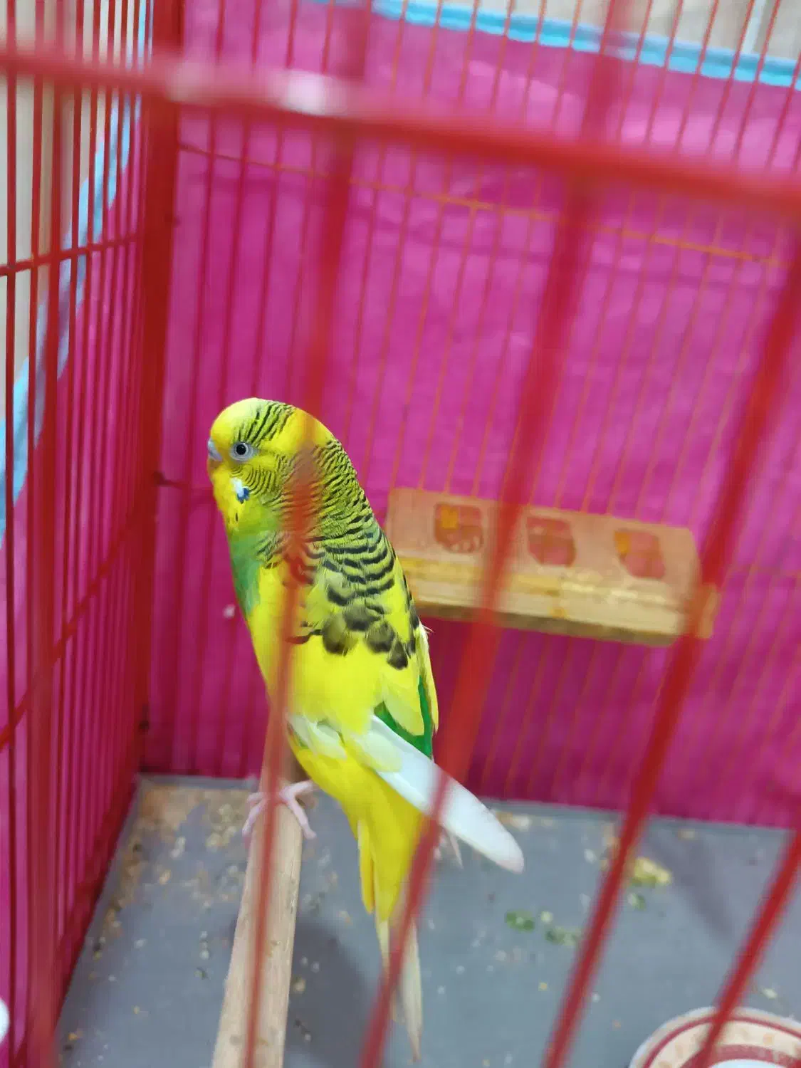 مرغ عشق|پرنده|سیرجان, |دیوار