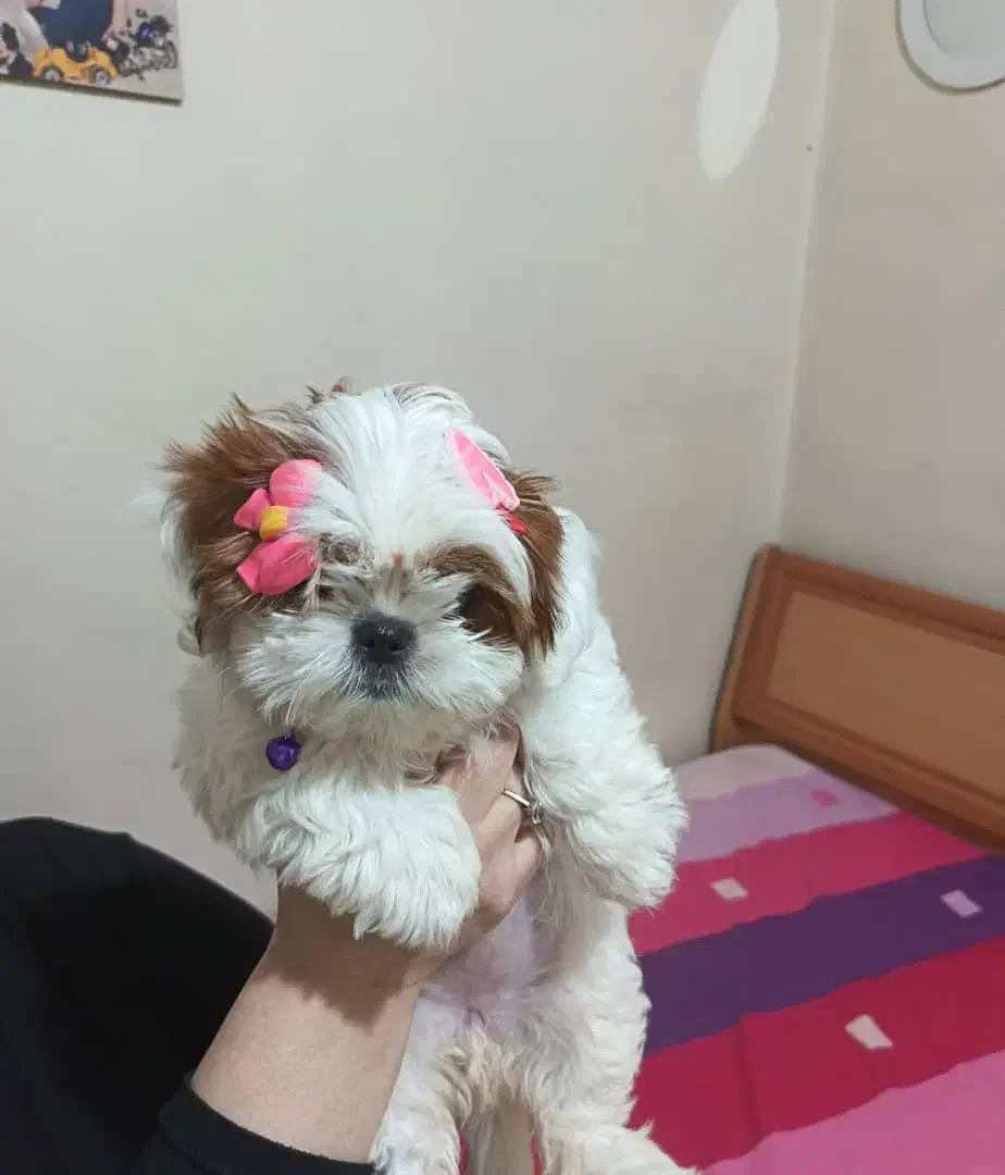 سگ عروسکی مینیاتوری|سگ|تهران, جوادیه|دیوار