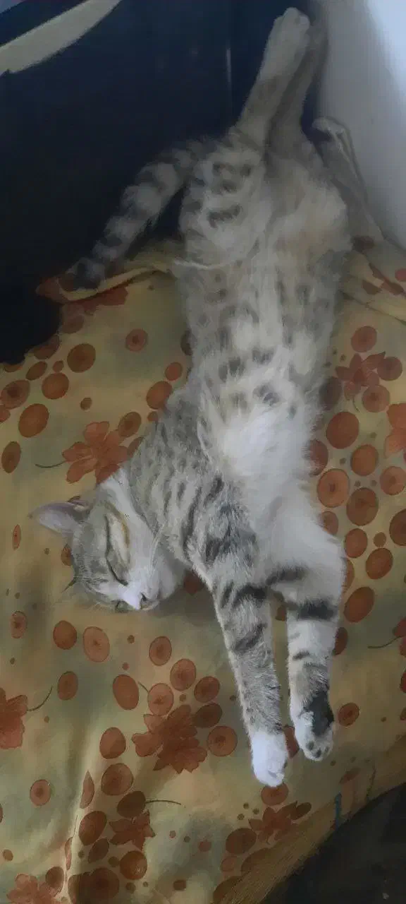 گربه گم شده در محدوده خیابان فرودگاه|حیوانات|زنجان, |دیوار